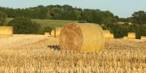 Face aux récoltes catastrophiques, la balance commerciale agroalimentaire est en manque de blé