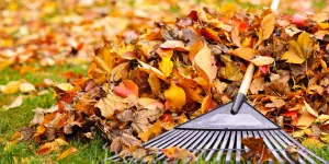 En automne, que faire des feuilles mortes ?