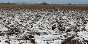 Alsace. Températures hivernales : céréaliers et arboriculteurs se réjouissent