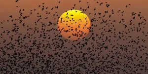 Live regions ARIA : bonnes et mauvaises pratiques – Access42