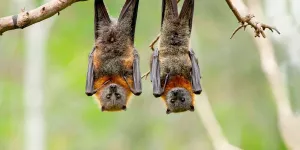 Partez à la rencontre des chauves-souris !