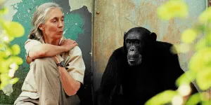 Mort de Jane Goodall : les causes de la disparition de la célèbre primatologue enfin révélées