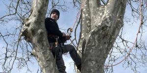 Sur son arbre perché, Thomas Brail se bat contre l'autoroute Toulouse-Castres