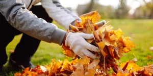 Comment faire et utiliser un terreau de feuilles mortes ?