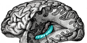 Hippocampe (cerveau) — Wikipédia