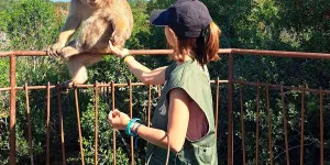 À la rencontre des macaques de Barbarie… en France !