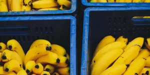 De la cocaïne dans les bananes : Des supermarchés font une étrange découverte dans leurs cartons