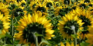 La France verte... de rage : pourquoi les Français tournent le dos à l'écologie politique