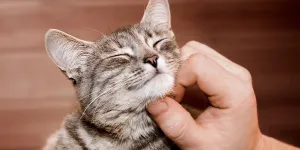 L’art de la caresse du chat : la chronique de la vétérinaire Laetitia Barlerin