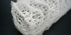 Les animaux sont plus "intelligents" que nous, à commencer par la palourde ou l'éponge de mer