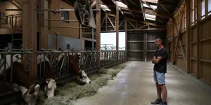 "Demain, plus de lait, plus de revenus" : dans les Alpes, une nouvelle épidémie force les éleveurs à abattre leurs vaches