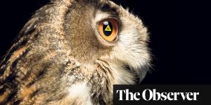 How birds of prey are exposing a toxic time bomb