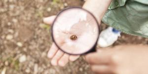 «Un monde sans insectes, ce serait une catastrophe»