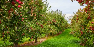 Voici pourquoi vous ne devriez plus laisser vos fruits au pied des arbres