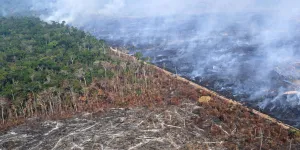 Le Parlement européen repousse d'un an l'entrée en vigueur de la loi contre la déforestation