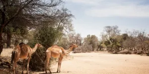 "Des fillettes pendues à une branche" : Voulet-Chanoine, la colonne de sang au bout du cauchemar colonial