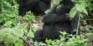 L'Unesco s'alarme de la situation critique des grands singes