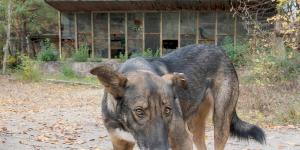 Les chiens mutants de Tchernobyl : un vrai film de science-fiction !