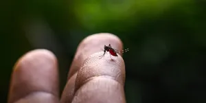 Chikungunya dans l'Hexagone : "Tous les ingrédients sont réunis pour que les cas flambent et qu’une épidémie se propage"