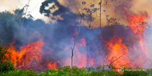 The Companies Behind the Burning of the Amazon
