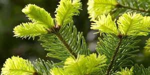 Sapins de Noël : le vrai du faux !