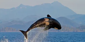 "Un point d’eau peut être plus chargé d’histoire que nos cathédrales" : et si les animaux étaient plus cultivés que nous ?