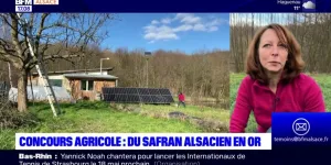 À la rencontre d'une productrice de safran alsacien, récompensée au Salon de l'agriculture