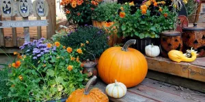 7 plantes pour transformer votre jardin pour Halloween