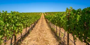 Subvention de 15 millions d’euros aux vignobles sud-africains : la Commission européenne fâche la filière française