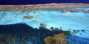 Les récifs coralliens ont franchi un "point de basculement" climatique