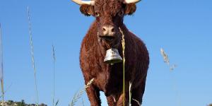 Nature : Ovalie, star du salon de l'agriculture 2023 !