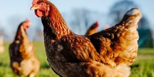 6 choses à savoir sur les poules !