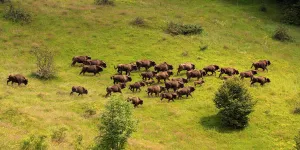 En Roumanie, le retour du bison a des impacts positifs pour la biodiversité et le climat