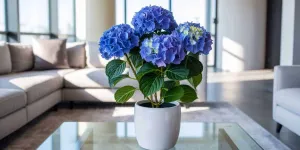 La plante qui briserait l’harmonie familiale selon le Feng Shui… et beaucoup l’ont déjà chez eux