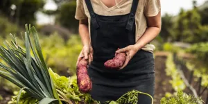 Que faire au jardin en novembre ?