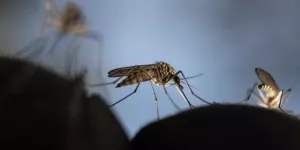 Paludisme : une bactérie découverte dans l’intestin des moustiques pourrait doper la lutte contre la maladie