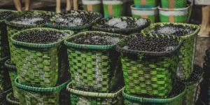 En Colombie, face à la coca et au crime organisé, les promesses pacifiques de l'açaï !