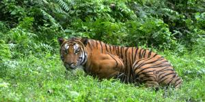 L'Inde enregistre une augmentation de ses tigres sauvages