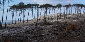 Feux de forêt : ce qu'il faut retenir du plan du gouvernement visant à lutter contre les incendies