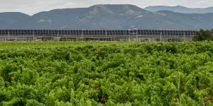 "Des industriels qui prospèrent sur la misère des paysans" : panneaux solaires, le ras-le-bol des campagnes