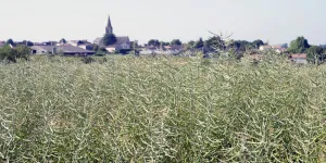 "Donner la parole aux ruraux est un enjeu démocratique et une opportunité pour l'ensemble du pays"