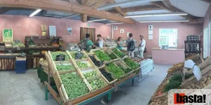 Alimentation bio et santé : ce que dit la science