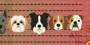 Understanding Modern AI is Understanding Embeddings: A Guide for Non-Programmers (with lots of dogs!) | sgnt.ai