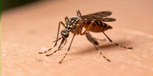 La dengue et le chikungunya seront bientôt endémiques en Europe à cause du réchauffement climatique, affirme une étude
