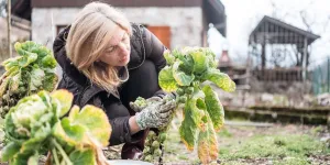 7 légumes résistants au froid à planter au potager pour se régaler tout l’hiver