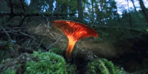 Le Monde extraordinaire des champignons (France 5) - L’importance insoupçonnée des champignons !