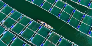 "On pensait que l'aquaculture résoudrait la faim dans le monde…" : Patrick, ex-biologiste marin