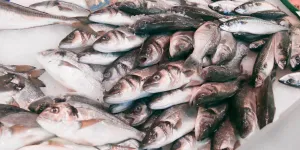 Comment manger du poisson de manière équitable en période de surpêche ?