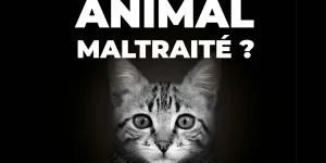 SOS Maltraitance animale : la chronique de la vétérinaire Laetitia Barlerin