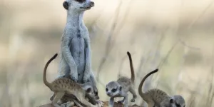 Orques, hyènes, hippocampes... Ces animaux qui sont plus féministes que nous